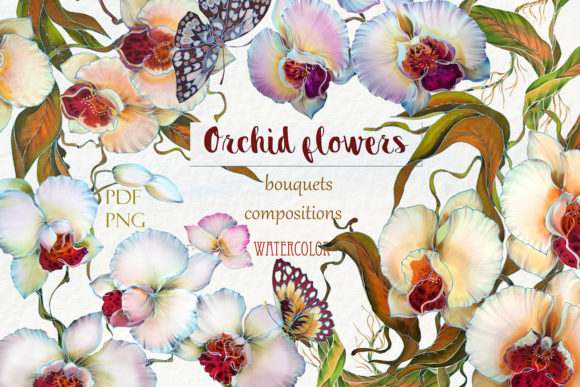 Exploring the Beauty and Versatility of Orchid Drawings and Illustrations