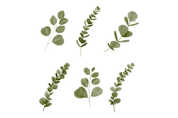 Watercolor Eucalyptus Leaf: A Versatile Design Element